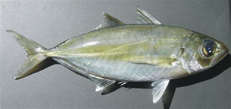Bigeye scad .